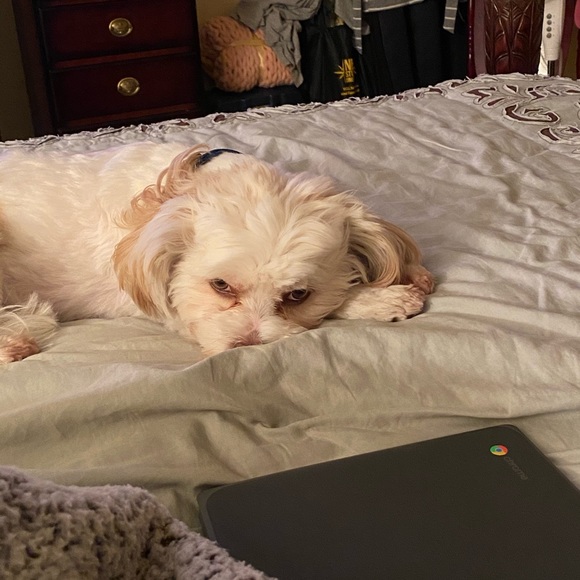 Meet your Posher, Angelique - Picture 2 of 3